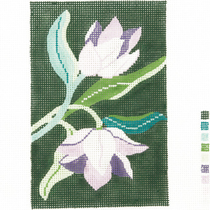 Tulip