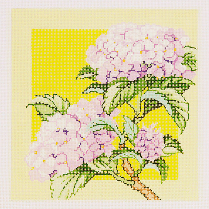 Hydrangea on Yellow