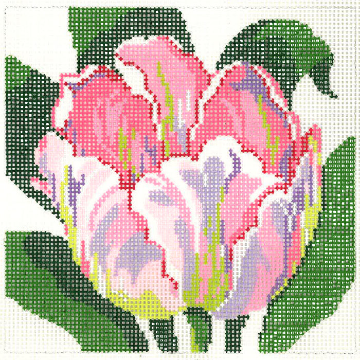 Tulip