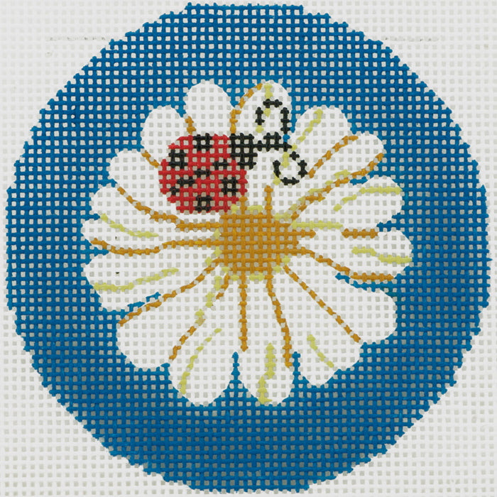Ladybug on Daisy